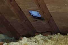 Bed-Bug-Extermination-Humble-Texas