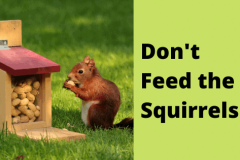 Bed-Bug-Extermination-PorterTX