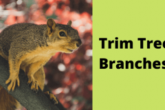 Bed-Bug-Extermination-SpendoraTX