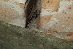 Pest-Control-Kingwood