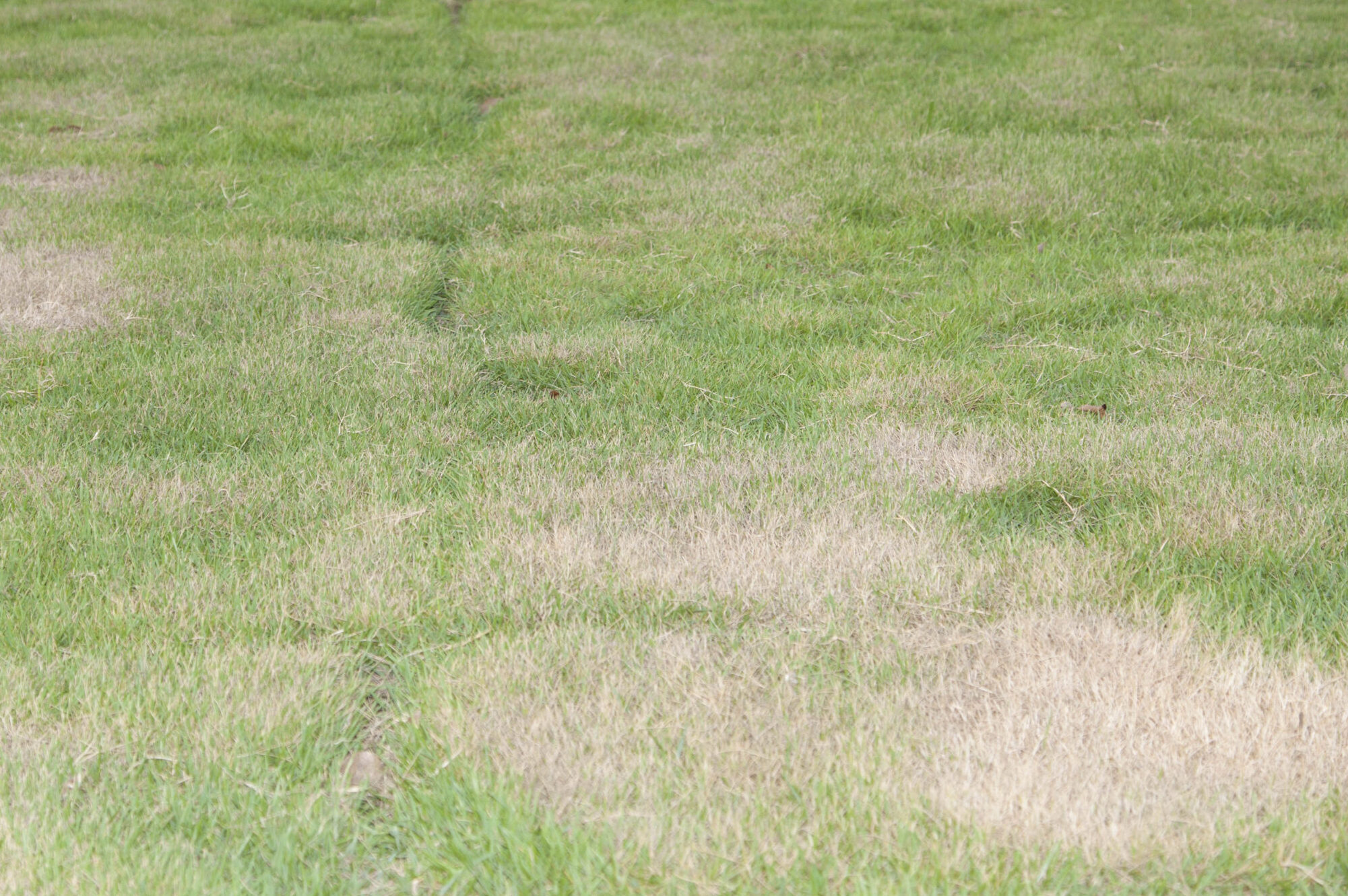 Brown Patch Disease Control min