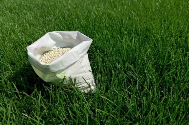 Overseeding Lawn Care Services