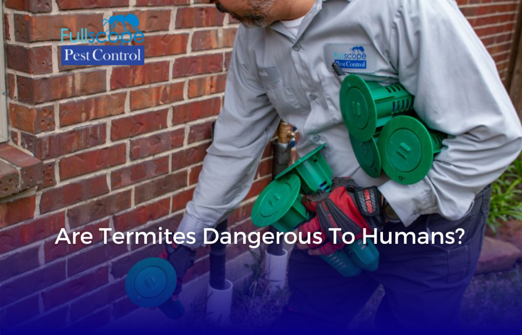 Termite Terror Are Termites Dangerous to Humans? - FullScope Pest Control