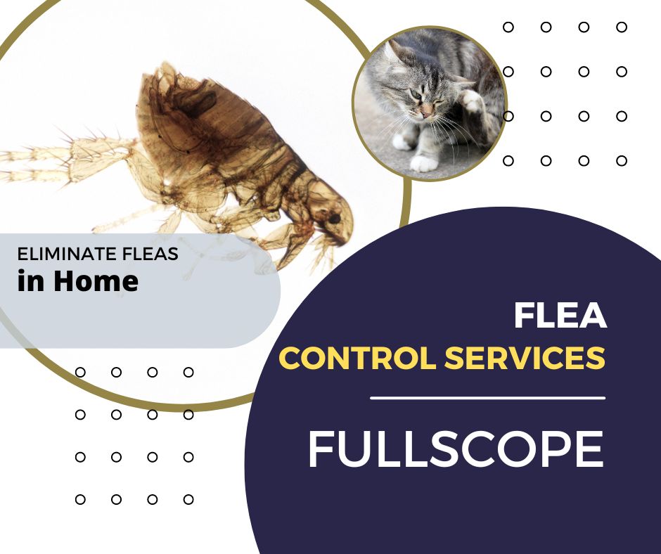 Step to eliminate fleas